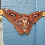 The atlas moth spotted on a garage in the City of Bellevue. Courtesy of WSDA.