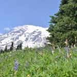 Photos by Alex Bruell/Sound Publishing