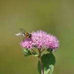 Photos by Alex Bruell/Sound Publishing