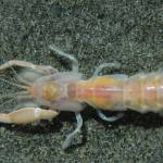 The bay ghost shrimp, also known as Neotrypaea Californiensis. Courtesy of Dave Cowles.