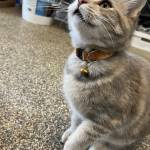 Sage, the missing female Calico. Courtesy of Redmond Police Department.