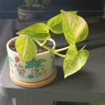 A newer Pothos in its tiny Animal Crossing pot.