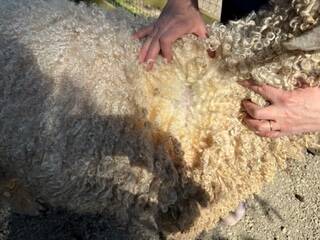 Amy Wolf showing Shaun the Sheeps deep coat. Photos by Mindy Stern