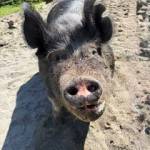 Cora, showing off her ear notches. Photo by Isobel Sweet