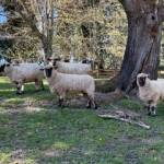 Sheep, ready for shearing. Photo by Mindy Stern