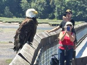 On a sunny Sunday a bald eagle perches on a boardwalk railing at the Nisqually Wildlife Refuge, allowing surprised visitors to take some up-close photos. Photo by Kevin Hanson