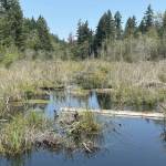PHOTO BY KEVIN HANSON A wood bridge over Ravensdale Creek provides tranquil scenery, a partial view of a beaver dam and (if one is lucky) a heron in flight.